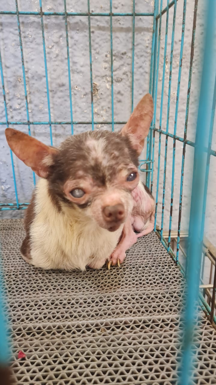 KitKat before rescue
