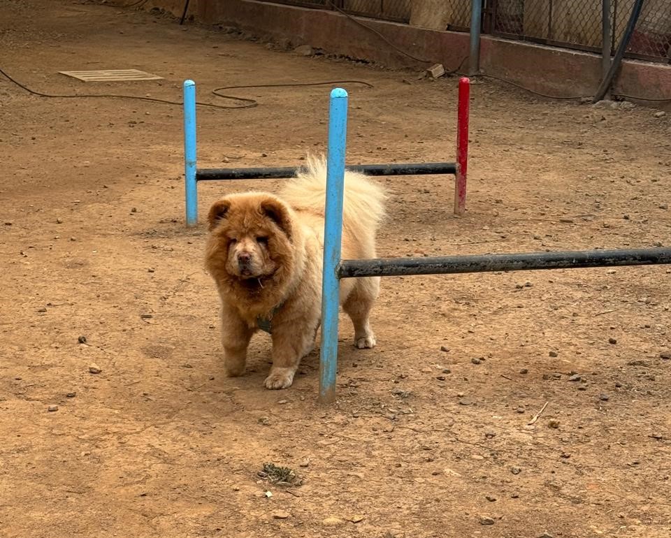 Rescued animal by Pawdopt