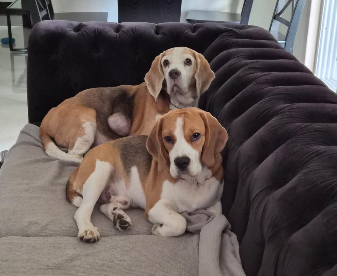 Rescued animals through Pawdopt